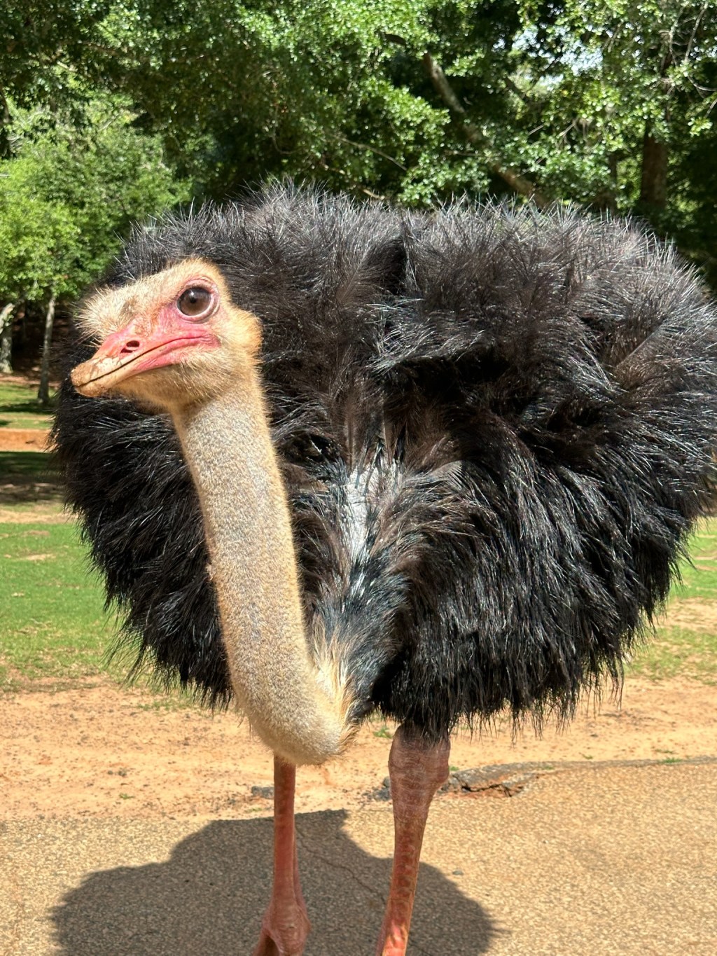 Discovering Adventure at Wild Animal Safari in Pine Mountain,&nbsp;GA