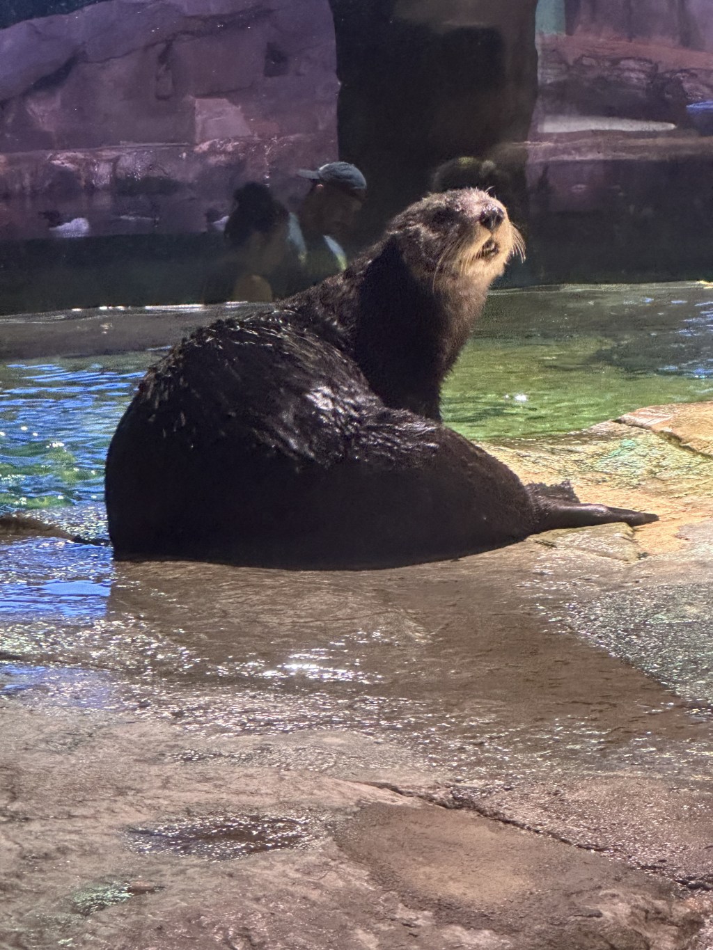 Kid-Friendly Adventure at the Georgia&nbsp;Aquarium